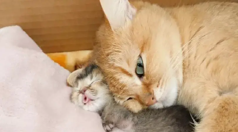 ¿Puede una madre gata asfixiar a sus gatitos?