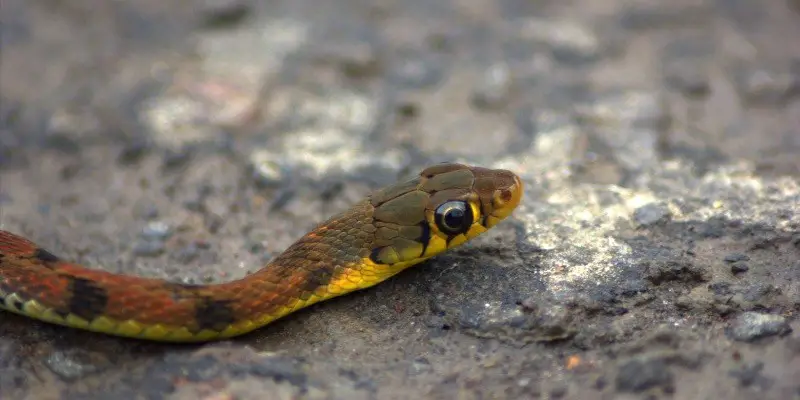 ¿Con qué frecuencia se mudan las crías de serpientes?