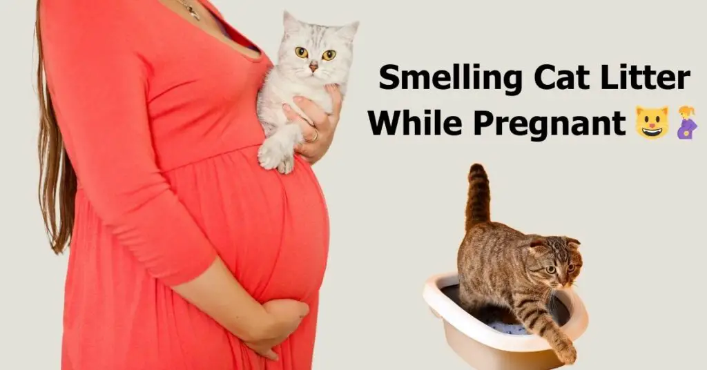 Olor a arena para gatos durante el embarazo 😺🤰