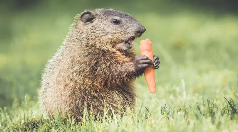 ¿Qué comen las crías de marmota?