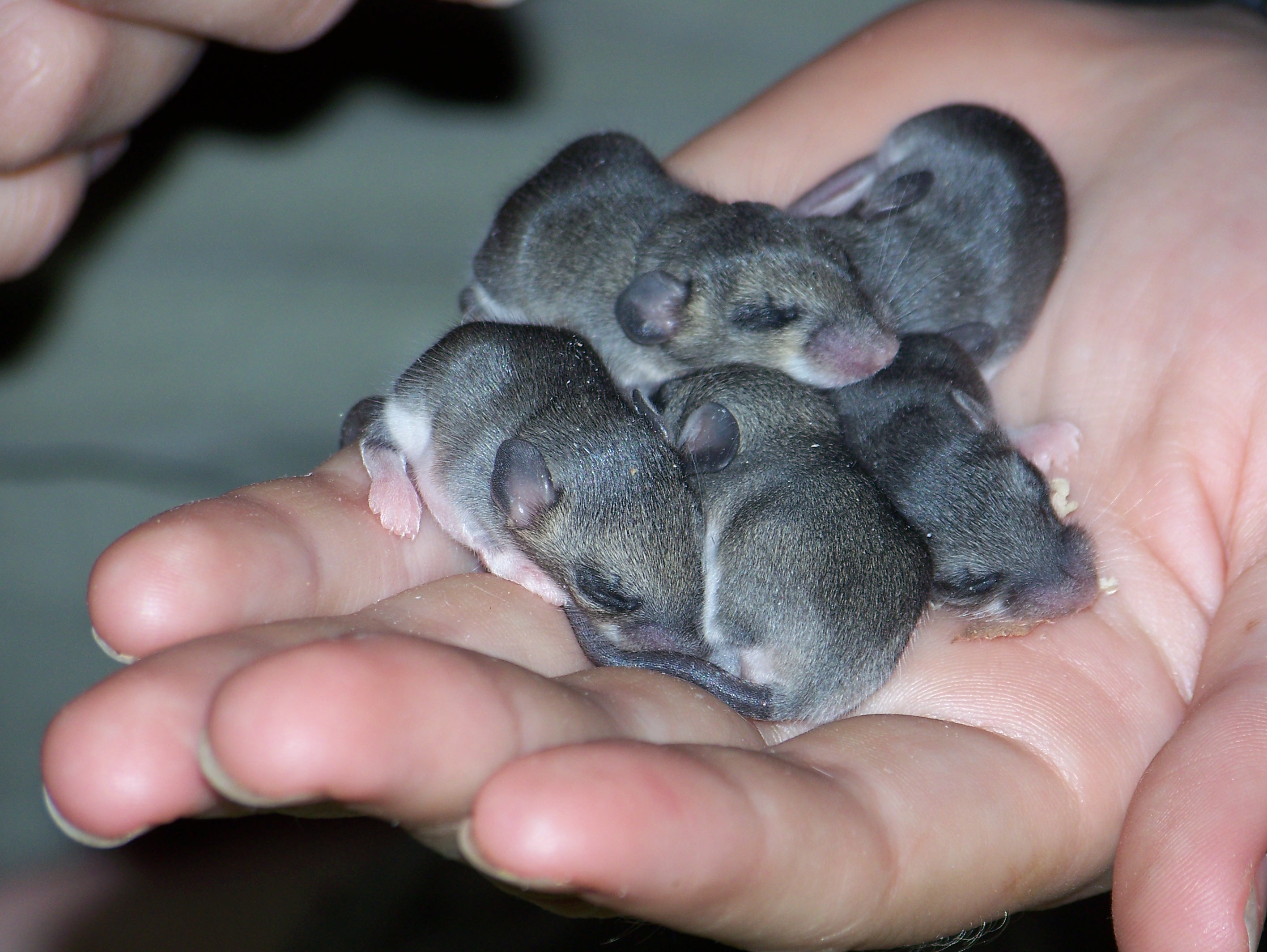 ¿Cómo son los ratones bebés?