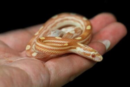 ¿Cuánto tiempo puede pasar una serpiente bebé sin comer?