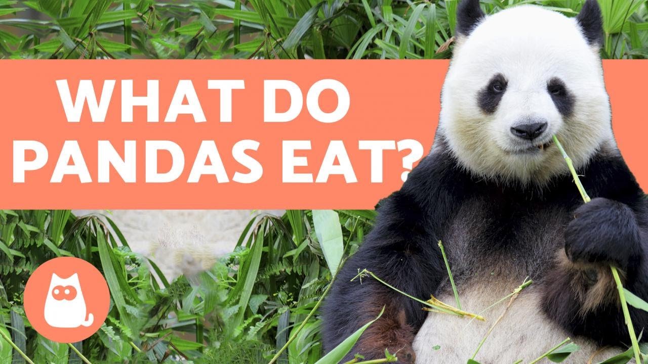 ¿Qué comen los pandas bebés?